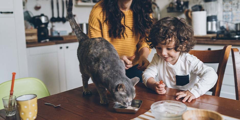 Conoce más sobre el sistema digestivo del gato Purina Mexico