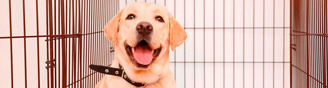 Jaulas para perros