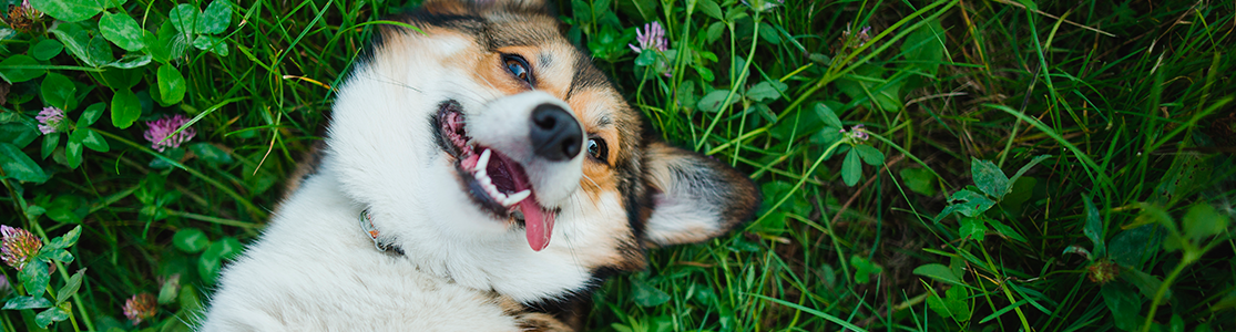Entender las emociones de los perros