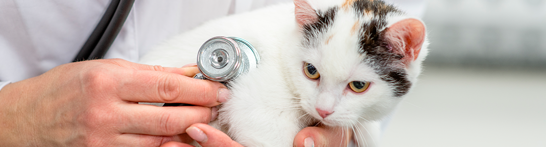 Identificar el cáncer en los gatos