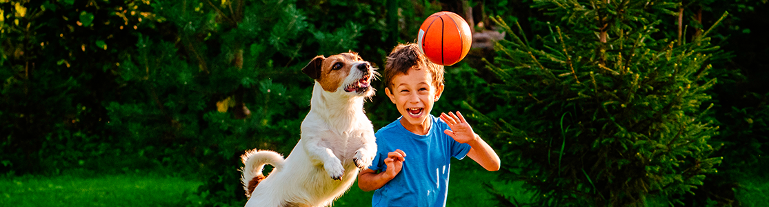 Diversas razas de perros 