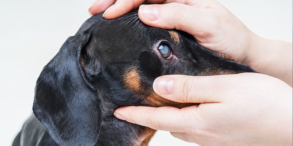 Enfermedades comunes en perros