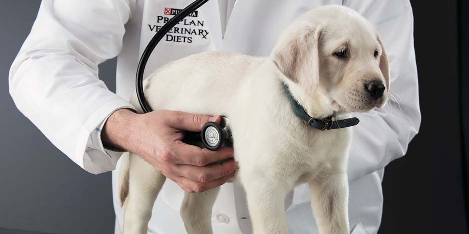 consulta-veterinaria-cachorro-mx.jpg