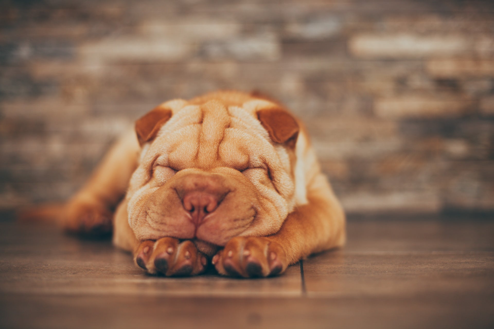 Los perros shar pei son resultado de la evolución de perros destinados a las peleas.
