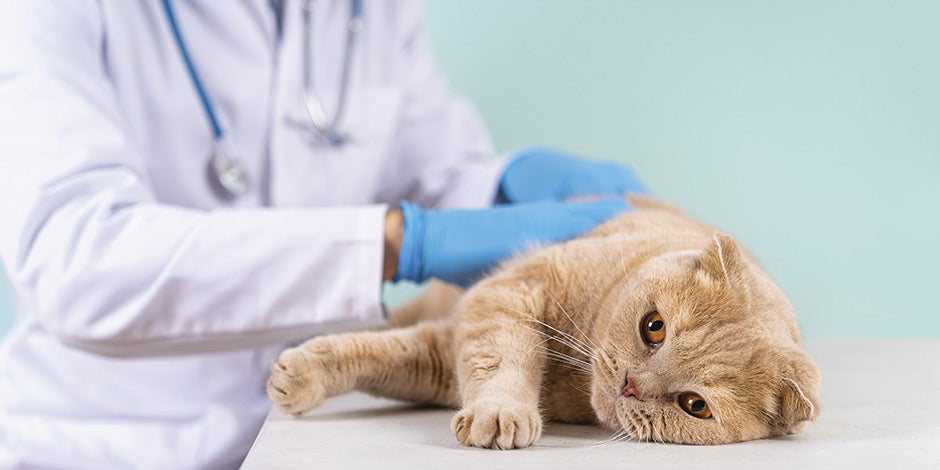 Vacunas para gatos - Síntomas Si tu michi presenta síntomas, consulta con el veterinario sobre su relación con las vacunas para gatos