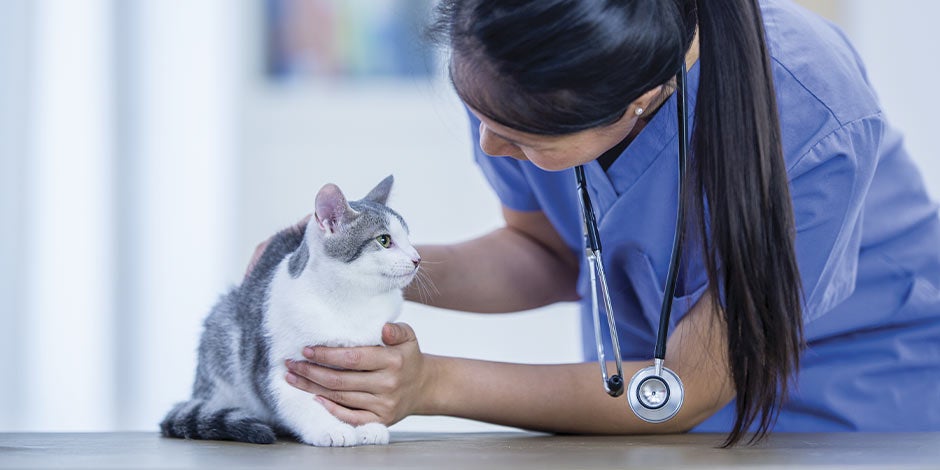 Vacunas para gatos - Veterinario Conoce la importancia de las vacunas para gato y dale a tu mascota bienestar.