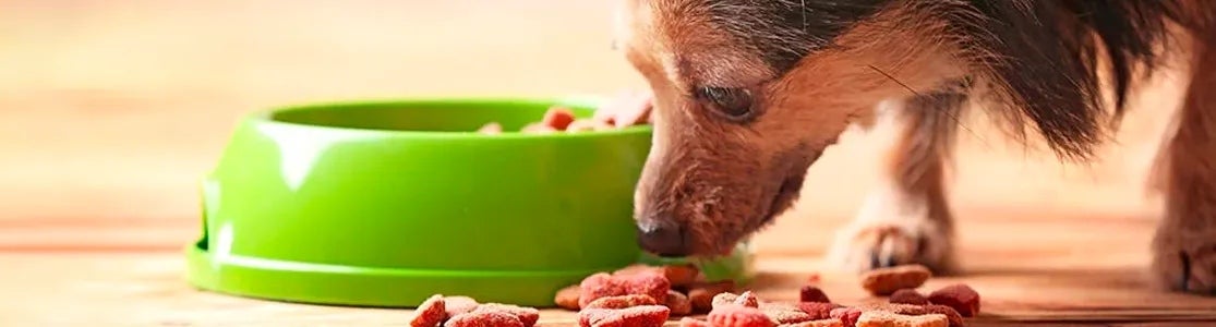 los perros pierden sus dientes caninos