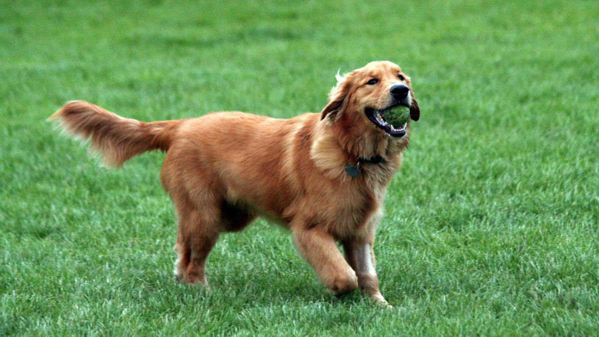 Es un perro apto para niños y familias, son una raza paciente, cariñosa y sociable.