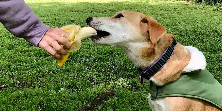 Alimento natural para perros - Plátano Mascota comiendo de mano de su tutor un plátano, delicioso alimento de origen natural para perros.