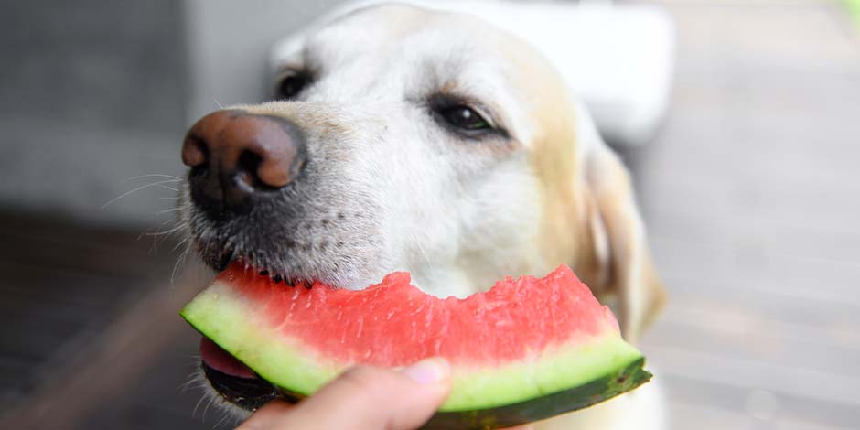 Alimento natural para perros – Sandía Aprende más del alimento natural para perros y mira si se adecúa a tu mascota. Labrador comiendo sandía.