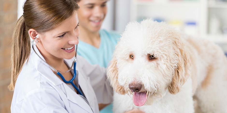 Alimento natural para perros - Veterinario Lleva a tu mascota al veterinario, como en la imagen, y pregúntale sobre el alimento natural para perros.