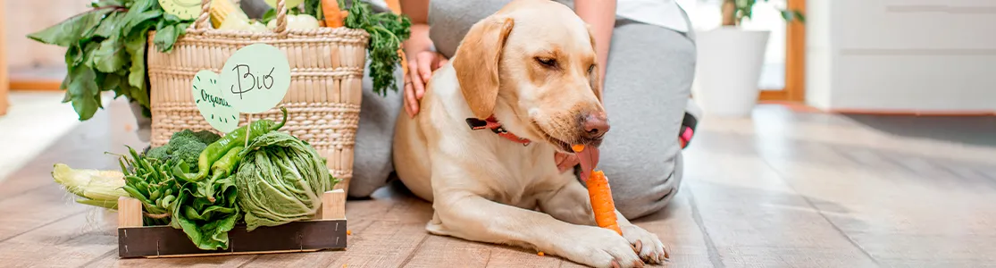 Alimento natural para perros Labrador comiendo una zanahoria, un alimento natural para perro, junto a algunos vegetales.