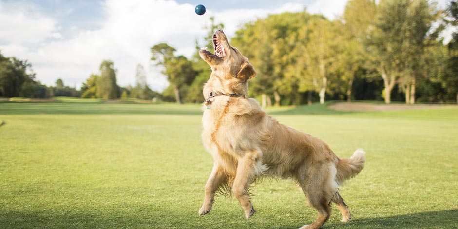 Estreñimiento en perros - Juegos Perro jugando en un parque. La actividad física puede prevenir el estreñimiento en perros.