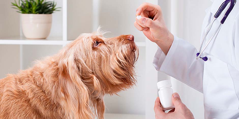 Estreñimiento en perros - Laxante Veterinario dando una píldora a un can para tratar el estreñimiento en perros.