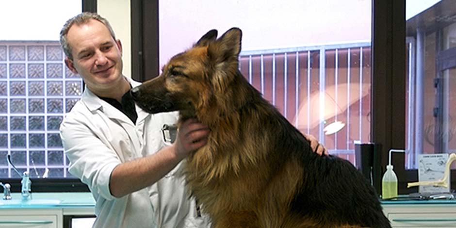 Estreñimiento en perros – Pastor alemán Veterinario revisando un pastor alemán, una raza propensa al estreñimiento en perros.
