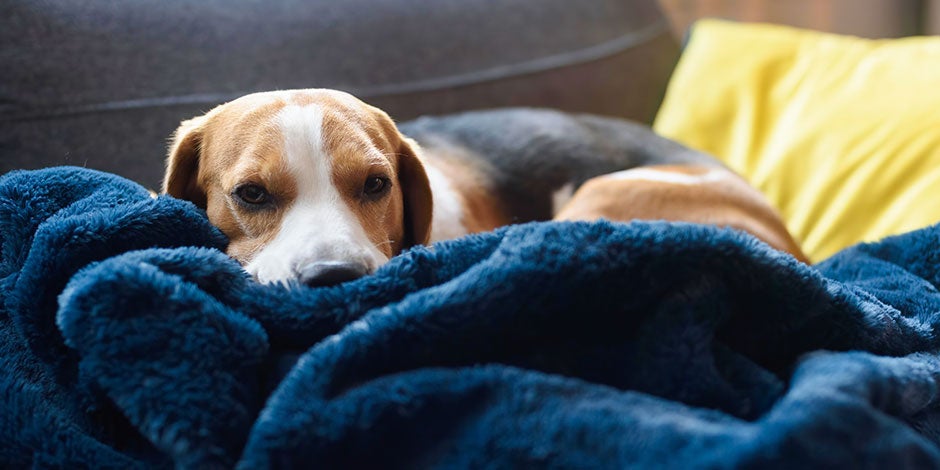 Estreñimiento en perros Beagle indispuesto, acostado sobre su colcha azul. Estreñimiento en perros.
