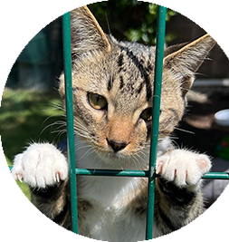 Gatito Felipe en adopción 
