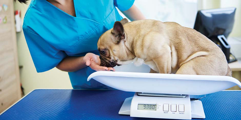 Croquetas para perros - Sobrepeso Pesaje de pug. Las croquetas para perros inadecuadas afectarán su nutrición y podrían generar sobrepeso.