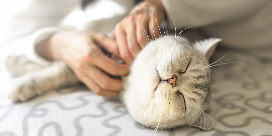 Aprende cómo prevenir y tratar la dermatitis en gatos. Gato siendo consentido por tutor.