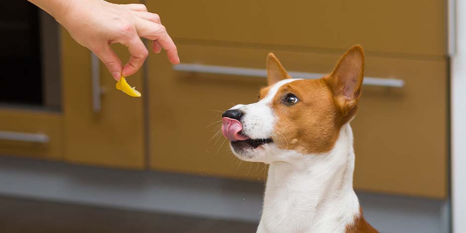 Los perros pueden comer naranja - Precaución Los perros pueden comer naranja, pero con precaución. Mascota recibiendo un trozo de naranja de su tutor.