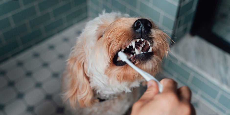 Los perros pueden comer zanahoria – Cuidado dental Los perros pueden comer zanahoria y ayuda a su higiene dental. Complétala con el cepillado, como en la foto.
