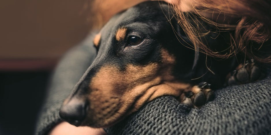 Los perros pueden comer queso – Dachshund indispuesto Los perros pueden comer queso, pero con moderación para evitar problemas digestivos. Dachshund indispuesto.