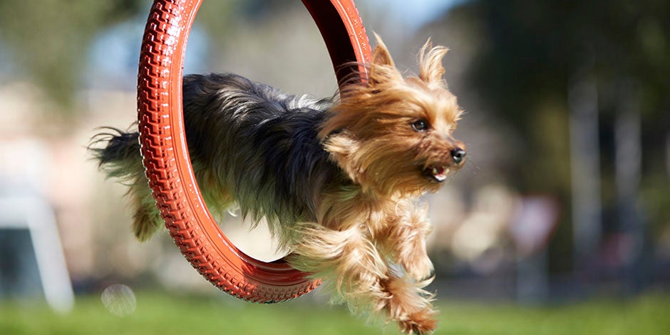 Los perros pueden comer queso - Yorkie Los perros pueden comer queso; su contenido de calcio es bueno para sus huesos. Yorkie saltando un aro.