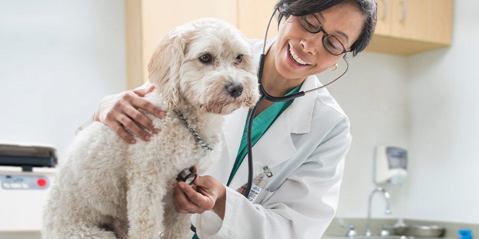 Pancreatitis en perros - Veterinaria Contacta al veterinario para identificar y prevenir la pancreatitis en perros. Veterinaria con mascota.