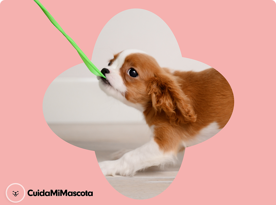 Cachorro jugando con una cuerda verde sobre fondo rosa. Purina Puppy Club te ayuda a cuidarlo.
