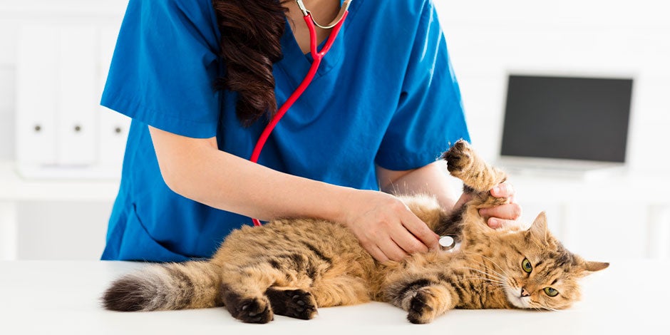 Si identificas algún signo de epilepsia en gatos, consulta con un profesional. Michi en revisión veterinaria.