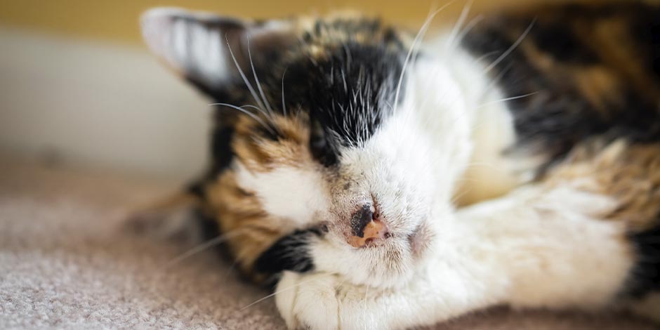 Luego de un episodio de epilepsia en gatos, tu michi sólo querrá dormir y descansar, como el de la imagen.