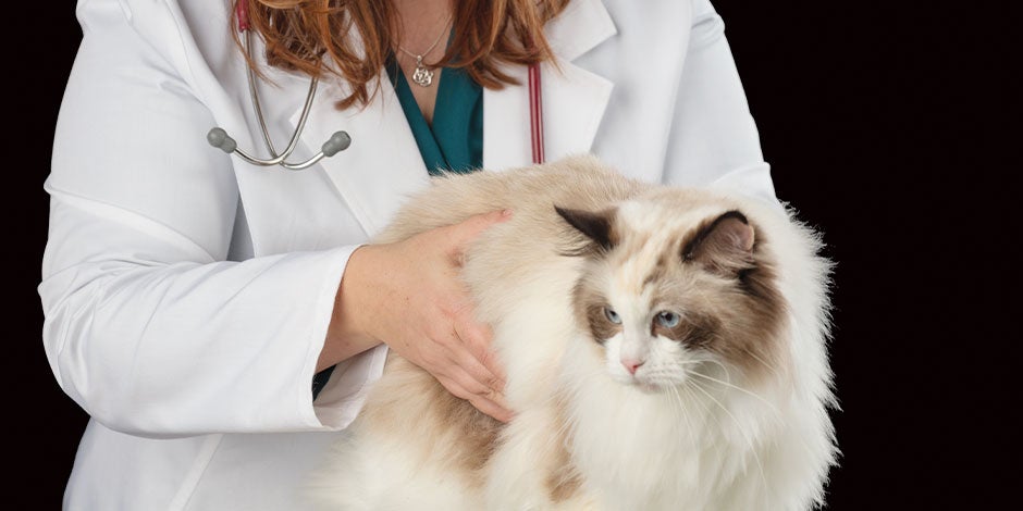 Epilepsia en gatos. Michi en consulta con su veterinaria.