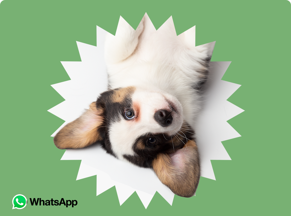 Cachorro acostado boca arriba con fondo verde. Conéctate con Purina Puppy Club por WhatsApp.