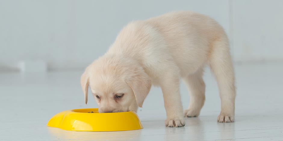 Los perros pueden comer maíz. Cachorro comiendo de su plato.