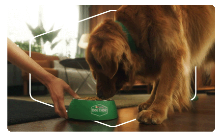 Perro disfrutando su comida Dog Chow en casa, símbolo del cuidado y nutrición que ofrece Dog Chow.