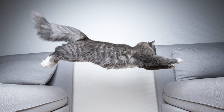 La capacidad de salto de los michis es uno de los datos curiosos de los gatos. Michi saltando entre dos sofás.