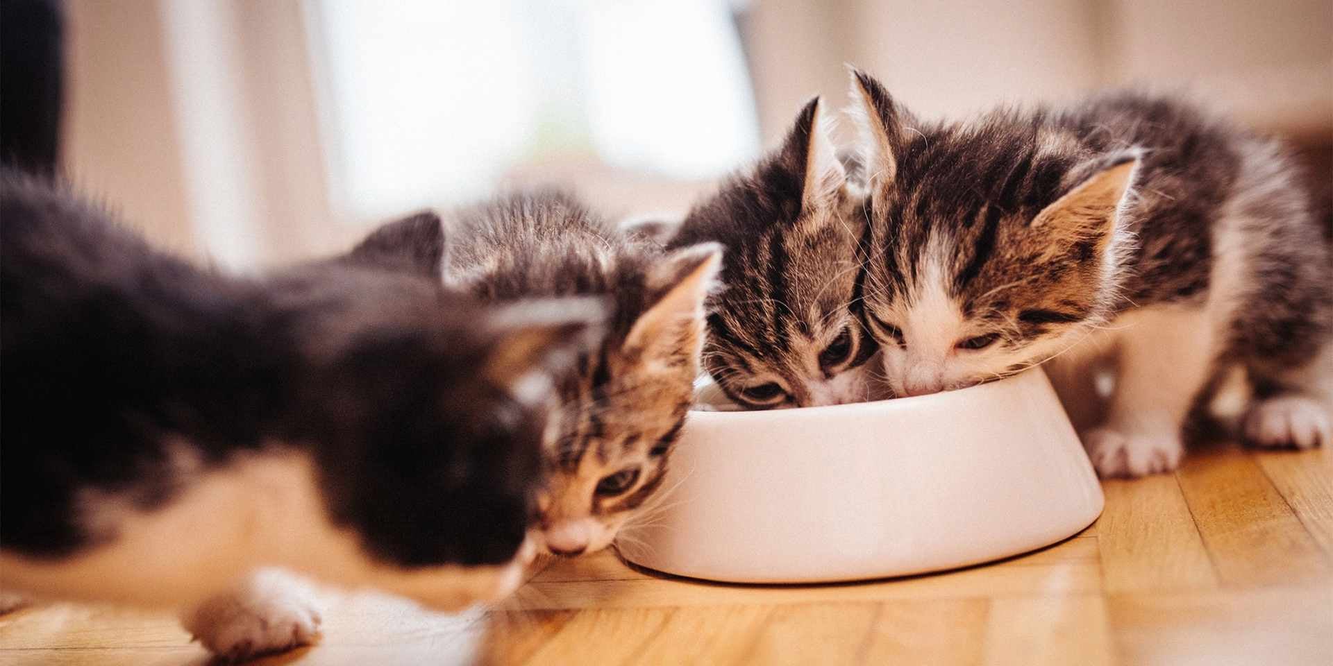 Asegura la correcta nutrición de tu michi desde cachorro, para prevenir que sufra de diarrea en gatos.