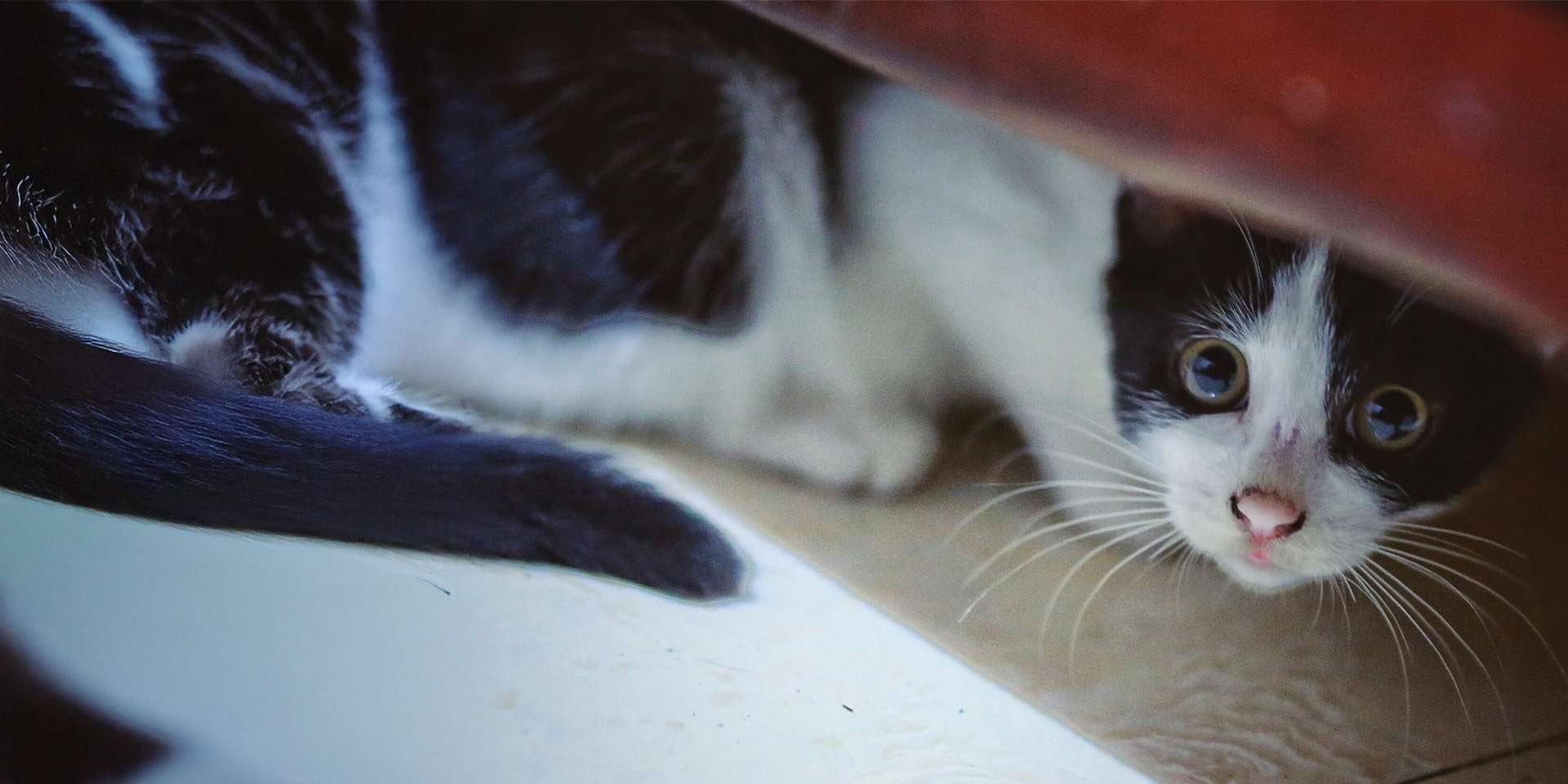 Michi ansioso, escondido. El estrés y la ansiedad pueden generar diarrea en gatos.