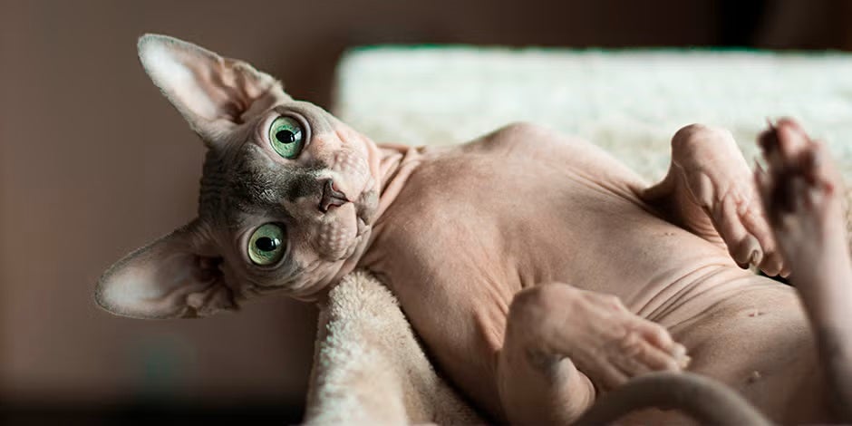 Los cuidados de la piel del gato esfinge son claves para su bienestar. Michi sphynx acostado.