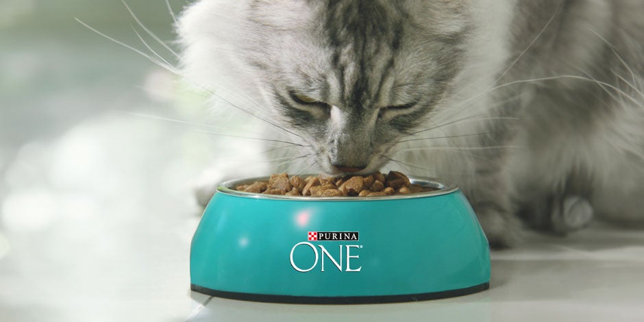 Gato estresado: señales, causas y consejos para reducir su ansiedad. Michi comiendo PURINA® ONE®.