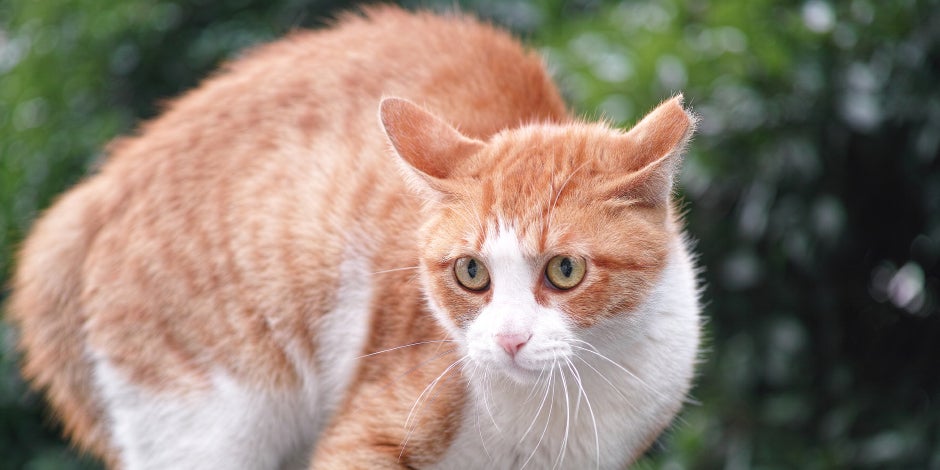 Si un gato está estresado, posiblemente se muestre más desconfiado y prevenido, como el de la imagen.