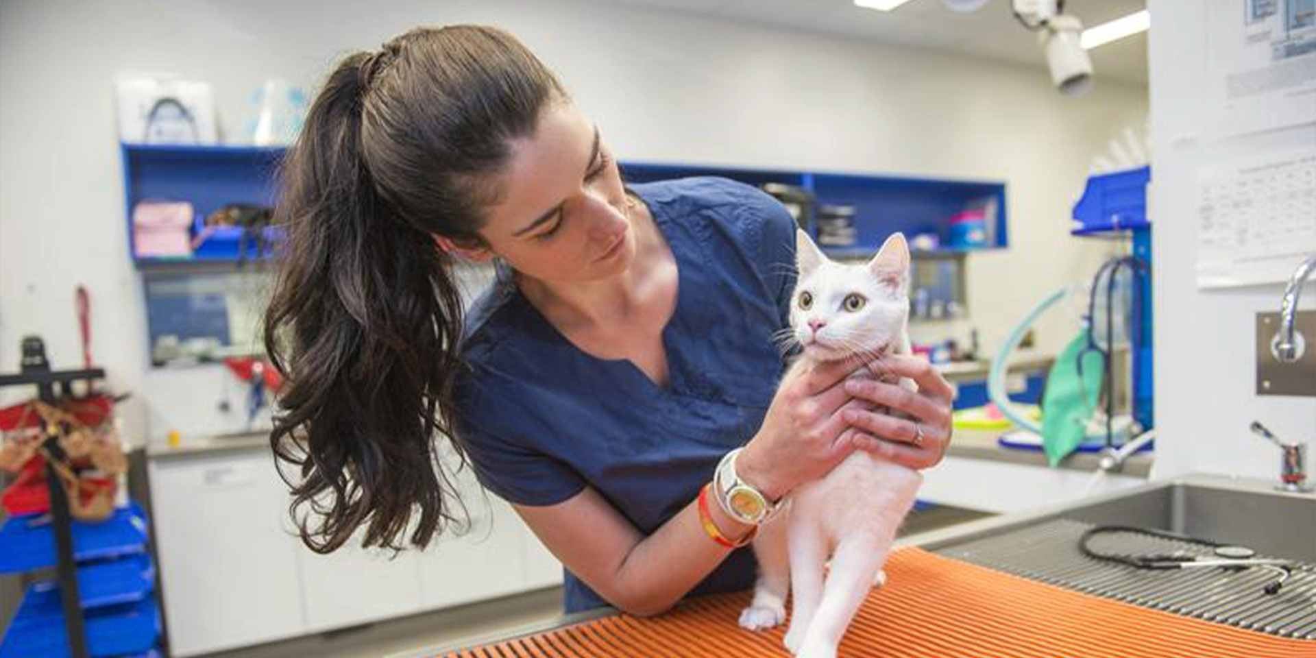 Gato estresado: señales, causas y consejos para reducir su ansiedad. Veterinaria examinando a michi.