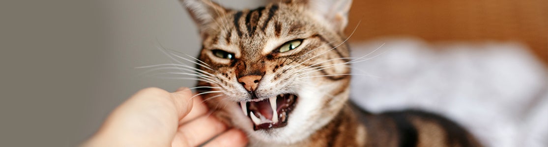 ¿Tu gato está estresado? Señales, causas y cómo ayudarlo