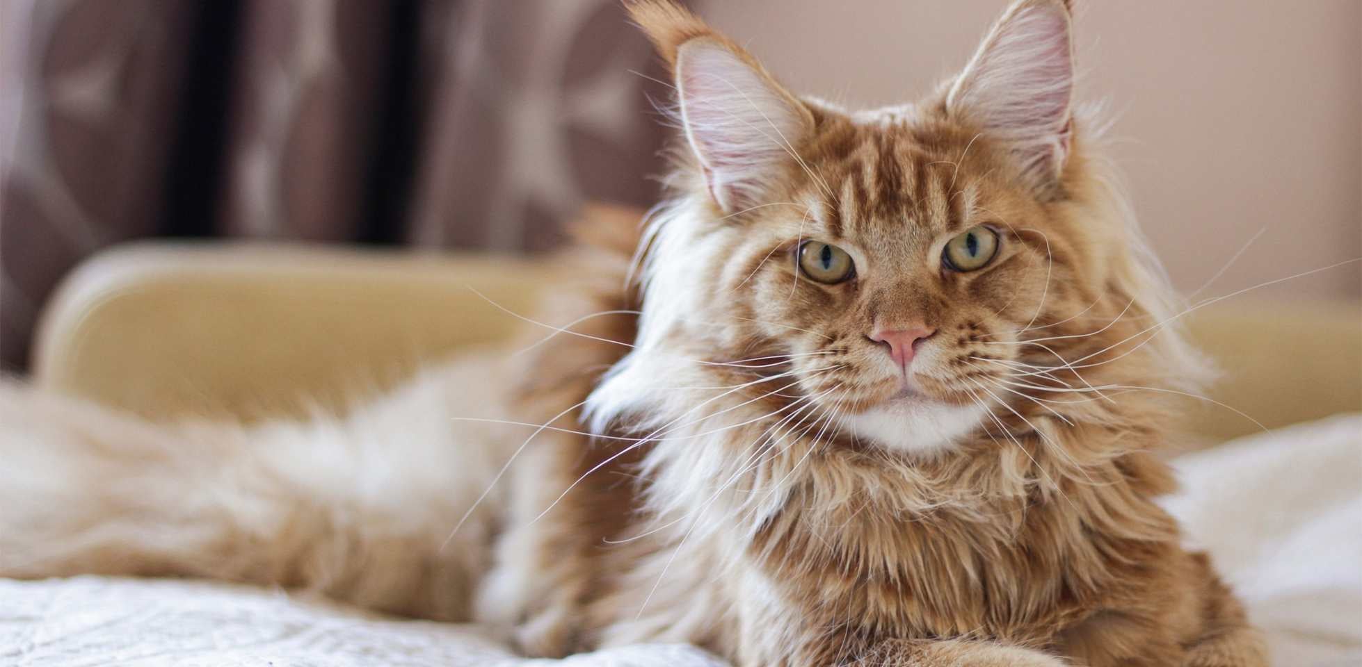 El gen del gato polidáctil es dominante, haciendo más probable su paso de padres a hijos. Gato polidáctil en cama.