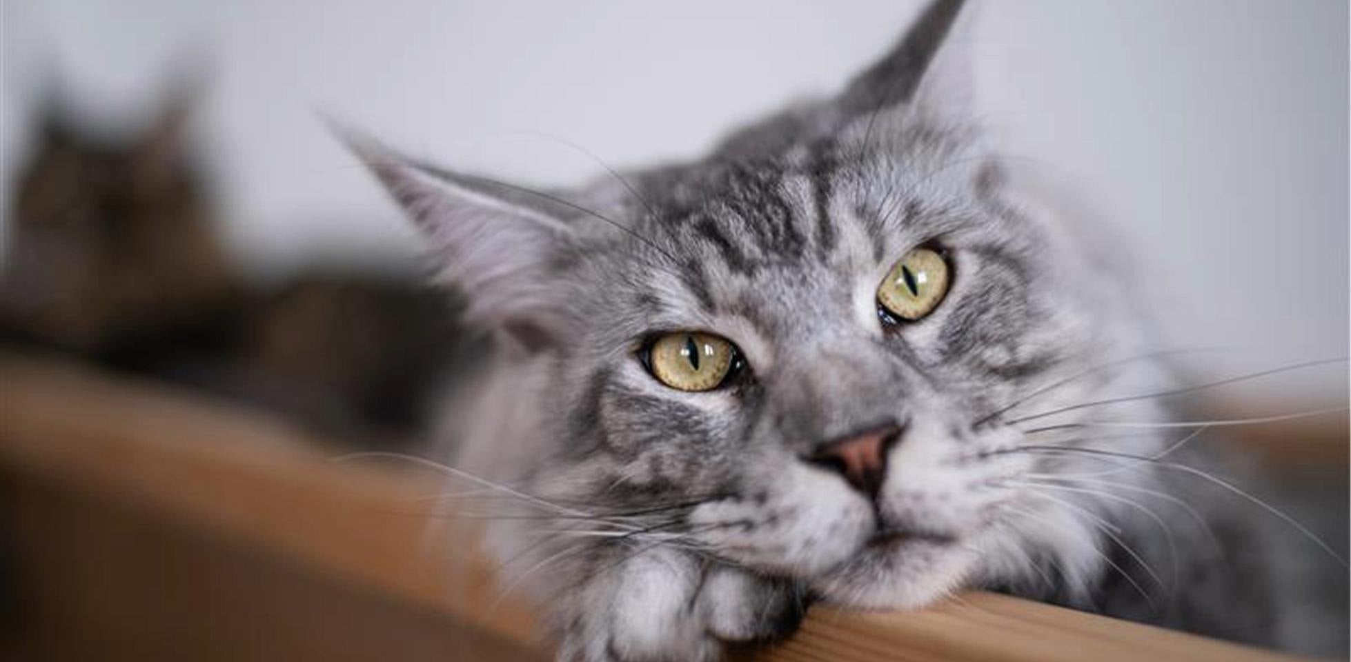 Un gato de la raza Maine coon tiene más probabilidades de ser polidáctil debido a su genética.