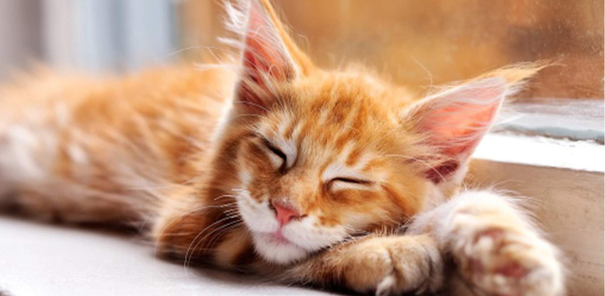 Un gato polidáctil suele tener patas un poco más grandes que las de uno normal, pero a veces ni se notan.