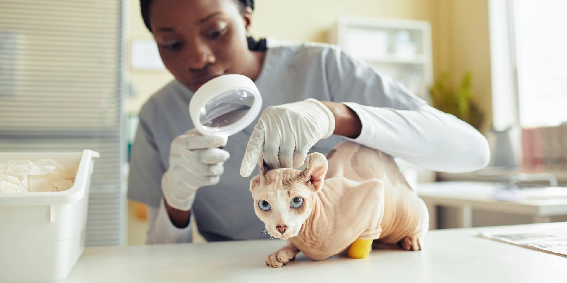 Gato sin pelo recibiendo atención veterinaria