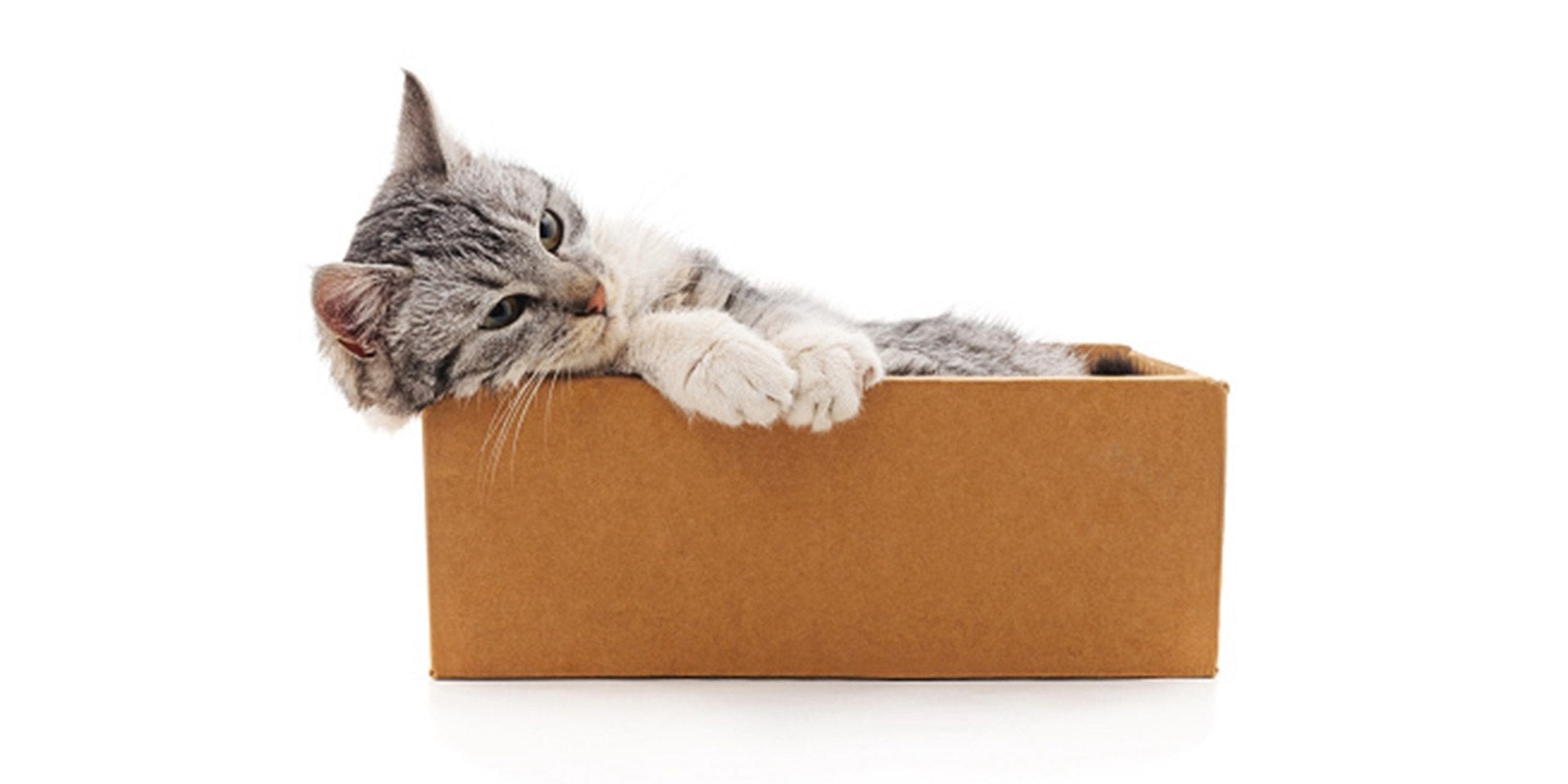 Gato triste de pelaje atigrado en el interior de una caja.