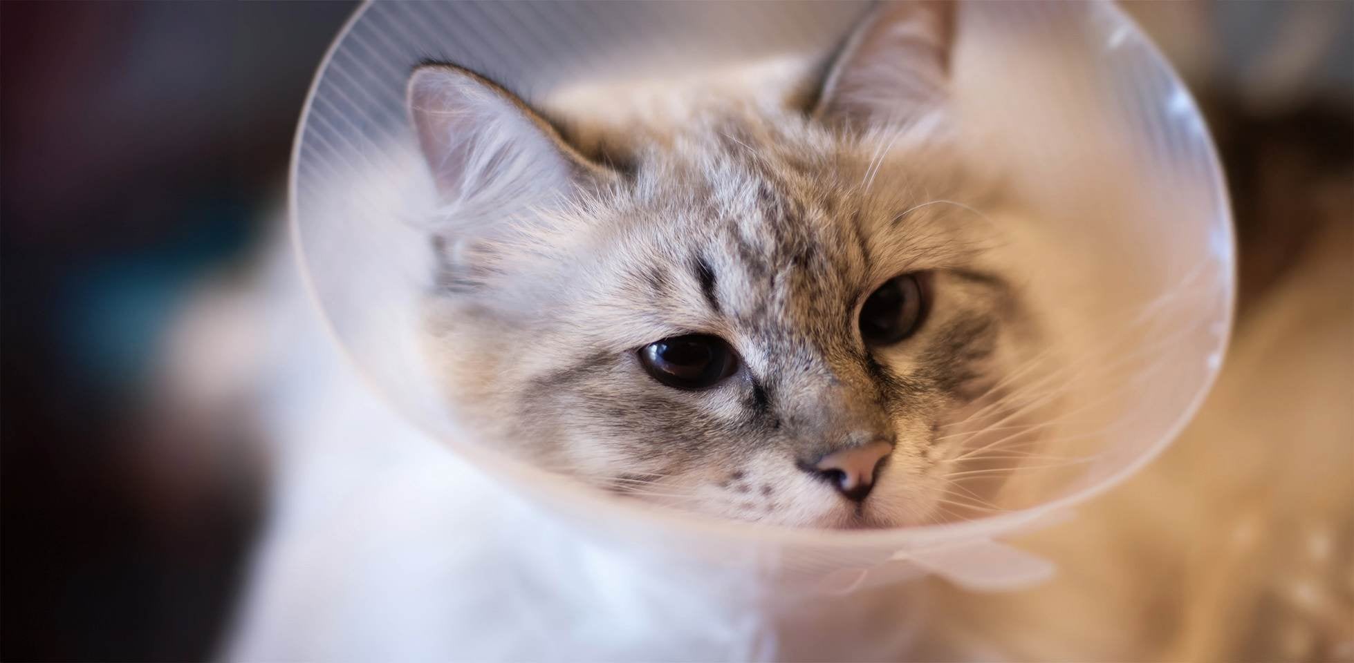 Gato triste usando un collar isabelino.