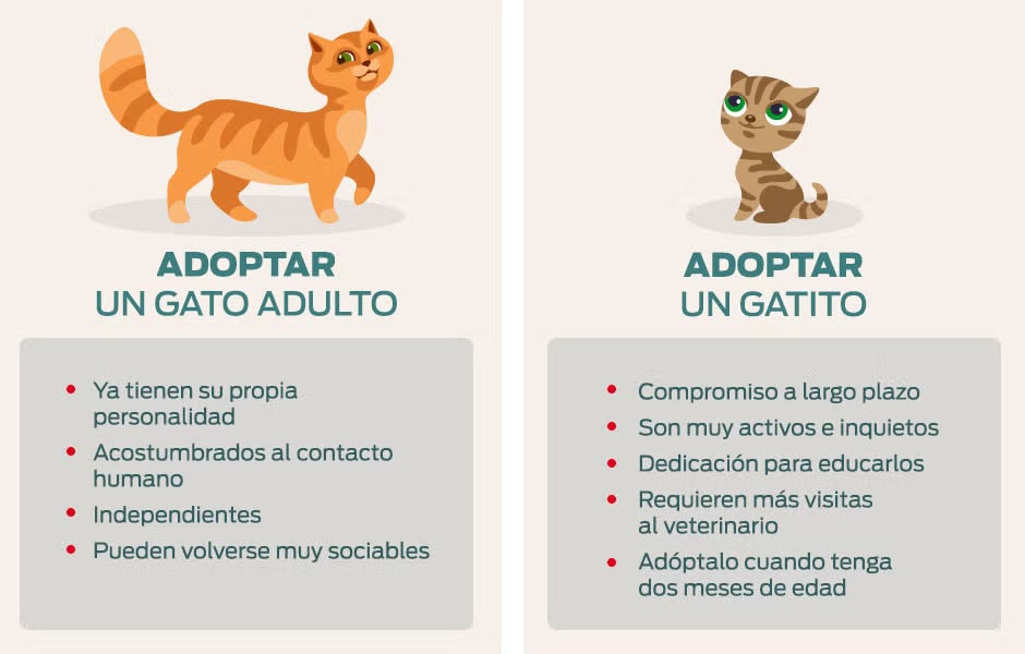 Infografía comparativa sobre pros y contras de los gatos en adopción bebés y adultos.